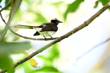 
This small, active bird is a Grey Fantail, known for its restless and acrobatic movements. It has a sooty grey-brown back, a white belly, and a distinctive fanned tail with white outer feathers.