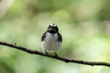 Fototapeta premium This small, active bird is a Grey Fantail, known for its restless and acrobatic movements. It has a sooty grey-brown back, a white belly, and a distinctive fanned tail with white outer feathers.