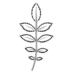 Rowan tree leaf vector illustration. Line art of complex leaves. Black contour for educational and colouring books. Isolated vector element on separate background.