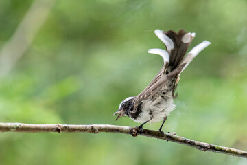 
This small, active bird is a Grey Fantail, known for its restless and acrobatic movements. It has a sooty grey-brown back, a white belly, and a distinctive fanned tail with white outer feathers.
