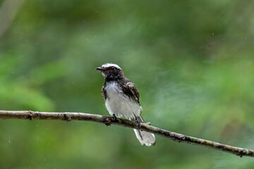 
This small, active bird is a Grey Fantail, known for its restless and acrobatic movements. It has a sooty grey-brown back, a white belly, and a distinctive fanned tail with white outer feathers.