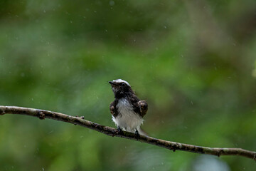 
This small, active bird is a Grey Fantail, known for its restless and acrobatic movements. It has a sooty grey-brown back, a white belly, and a distinctive fanned tail with white outer feathers.
