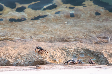 Ghost Crab along the beach with the sea water rolling in and out.