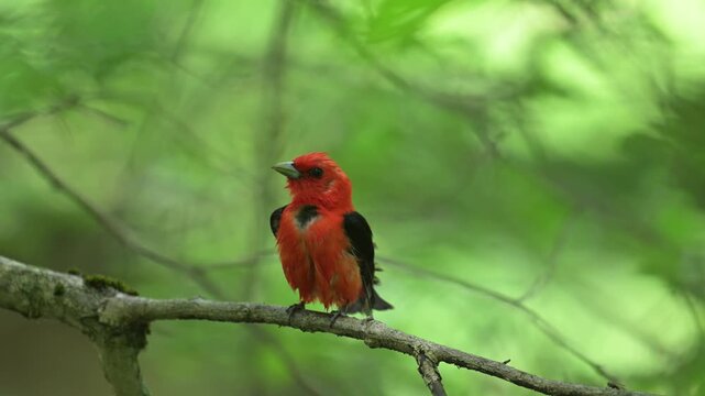 Slow motion video of wet male scarlet tanager perched on a branch shaking its wings