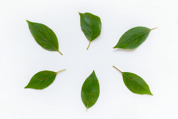 Fototapeta premium a circle of green leaves arranged in a circle