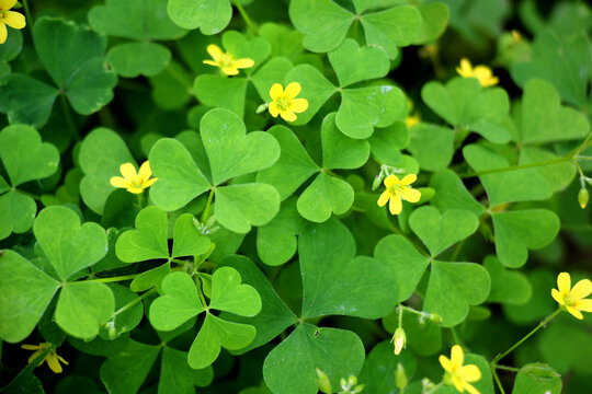Oxalis plant with yellow flowers growing in nature