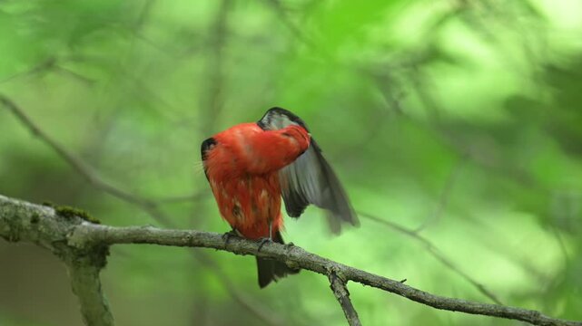 Slow motion video of wet male scarlet tanager perched on a branch preening its feathers and shaking its wings