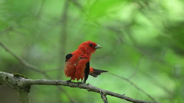 Slow motion video of wet male scarlet tanager perched on a branch preening its tail feathers and shaking its wings