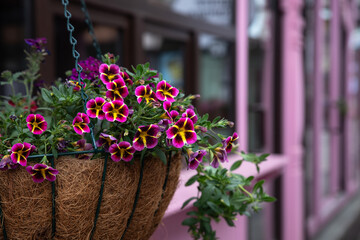 Hanging outdoor flower peat pot with pink balsam flowers. Blooming catharanthus. Selective focus.