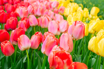 Famouse dutch tulip field with rows in sunny day with blue sky