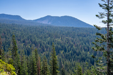 Yellow Lichen-Covered Trees in Pacific Northwest Forest