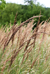 Fototapeta premium Calamagrostis epigejos grows in the wild.