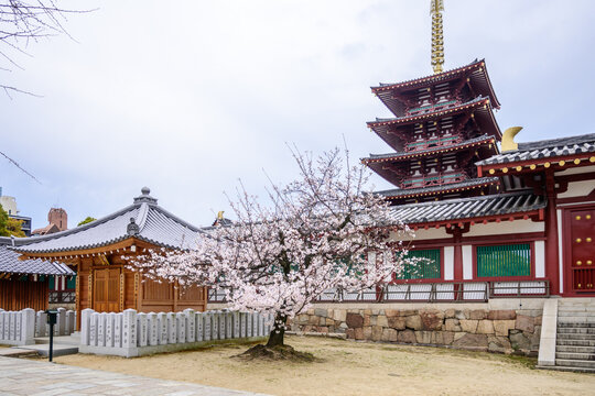A cherry blossom tree blooms beautifully in front of the five story pagoda at Shitenno-ji Temple in Osaka, Japan. Founded in 593 AD, its Japans oldest Buddhist temple.
