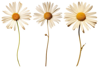 PNG Three daisies on white, element set on transparent background