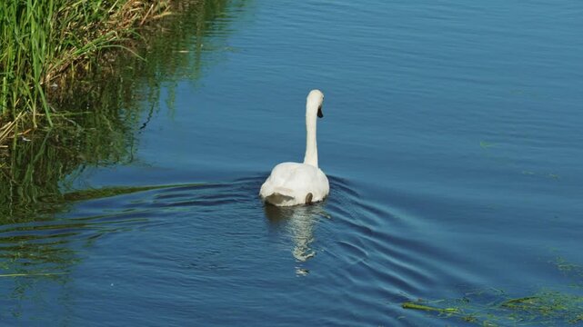 Mute swans swimming in a rhyne on the Somerset Levels, England