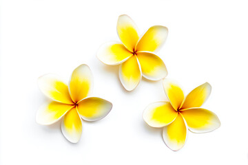 Fototapeta premium three yellow and white flowers on a white surface