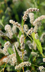 Weeds of Persicaria lapathifolia grow in the field
