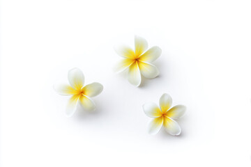 three white and yellow flowers on a white surface