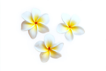 three white and yellow flowers on a white surface