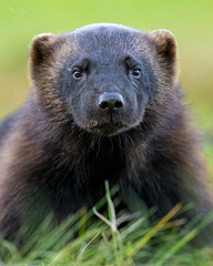 Wolverine (Gulo gulo) portrait at summer