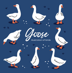 Set of cute white cartoon style geese. Vector goose illustration