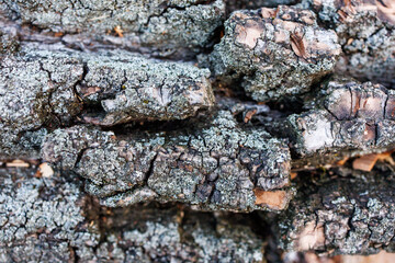 Macro Natural Texture of Rough Tree Bark with Cracks