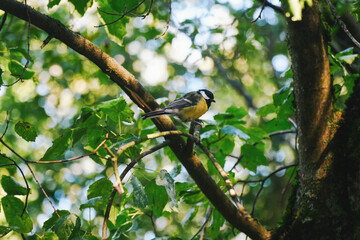 A titmouse sits on a tree branch in the park.