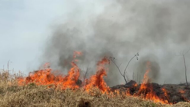 inc&ecirc;ncio em chamas em mata, pr&eacute;juizos ambientais 