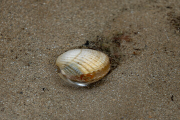 Asnelles-Sur-Mer, France - 08 08 2025:  Detail view of a slightly open shell on the beach with sand and water around