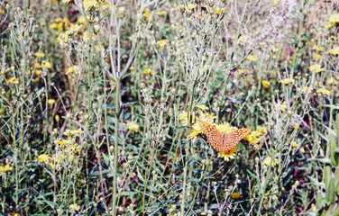 Beautiful orange butterfly on meadow grass, natural background. Indian summer,copy space. template for design