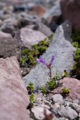 Mountain Wildflowers and Flora at Mount Shasta and Mount Baker, Pacific Northwest