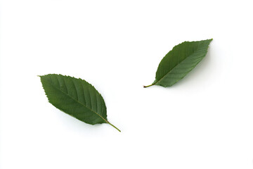 Fototapeta premium two green leaves on a white surface