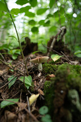 Obraz premium Wild Mushroom on Forest Floor