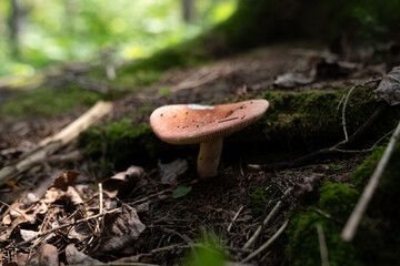 Wild Mushroom on Forest Floor
