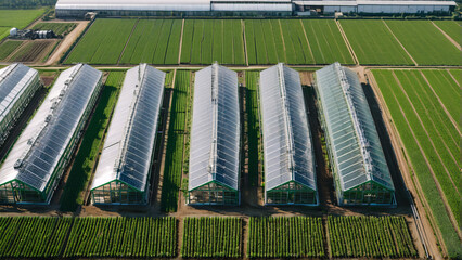 Obraz premium Symmetrical aerial view of industrial greenhouses reflecting sunlight