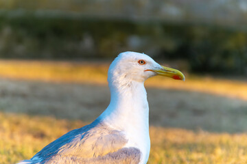 Seagull with yellow beak stands on grass in warm sunlight, captured in close-up