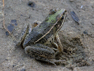 Southern Leopard Frog on Muddy Forest Floor