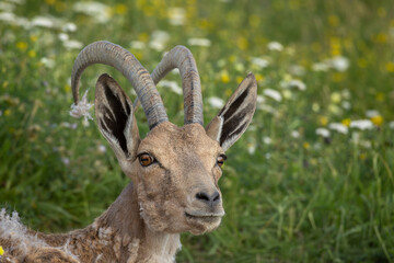 Nubian Ibex, Capra nubiana. A desert-dwelling goat