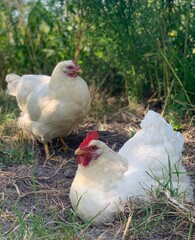 the chikens on the farm	