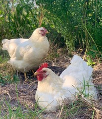 the chikens on the farm	