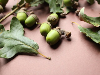 Acorns and oak tree leafs on a brown background! Acorns are poison if ingested by cattle and sheep. Squirrels tend to eat them as well but the poison doesn`t affect them. © Dragos