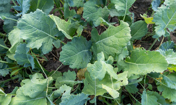 Big Turnip Leaves Plant in Agricultural Field, Top View