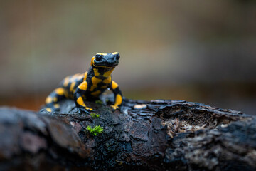 Feuersalamander