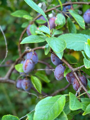 Ripe Purple Plums Fruits on a Plum Tree Branch close up ready for pickling 