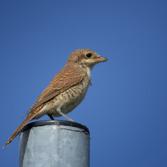 Juvenile Red-backed Shrike sitting on a fence.
