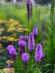 Fototapeta premium Close-up of blooming Liatris spicata, also known as blazing star, with vibrant purple flower spikes and lush green foliage in a summer garden.