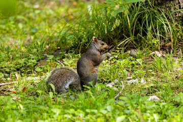 Eastern gray squirrel (Sciurus carolinensis) sitting on the ground eating a nut. 