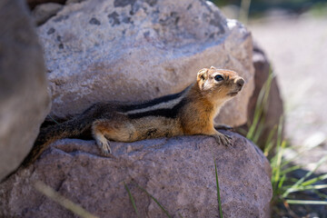 Close-Up of Chipmunk on Mount Shasta, Pacific Northwest