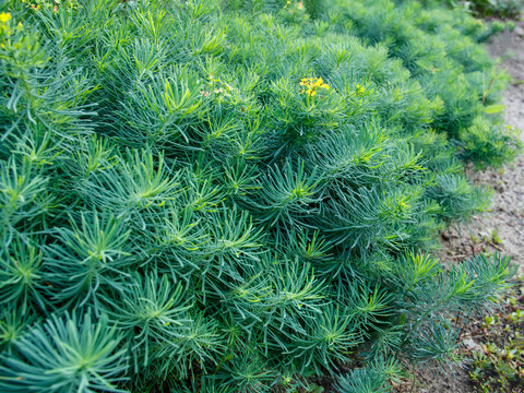Close-up of lush thickets of bright cypress milkweed in a natural environment