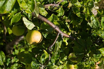 Organic apples with natural imperfections on tree, mid-summer